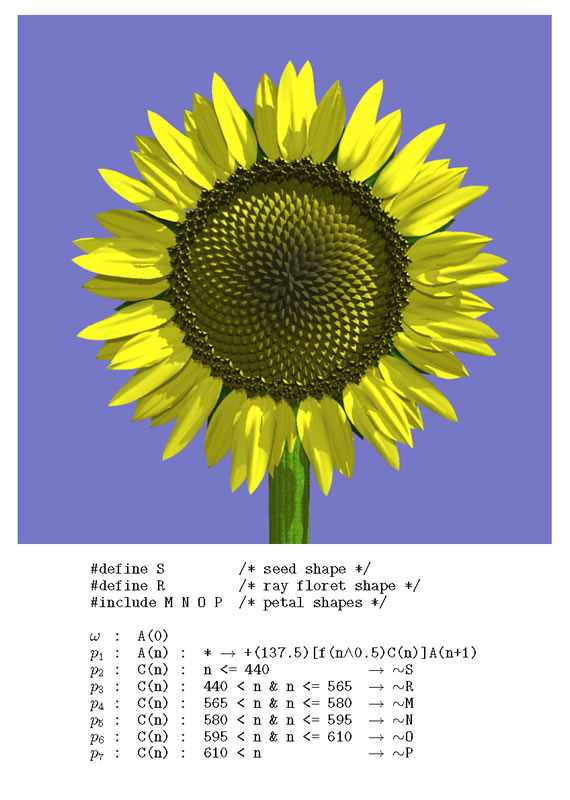 S가 종에 관련된 설명. R이 국화과 식물 특유의 혀 모양 꽃과 관련된 설명. M,N,O,P는 꽃잎에 관련된 기술이 된다. 이 설명으로 실제로 그려지는 위의 이미지의 해바라기